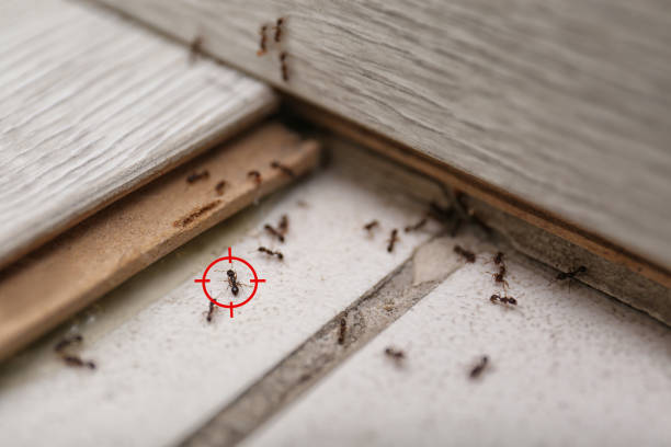 Best Cockroach Control Services  in Neenah, WI